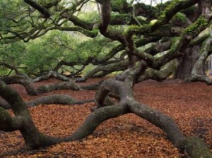 Hurricane Sandy Downs Historic 400-Year-Old Oak