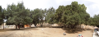 tree damage