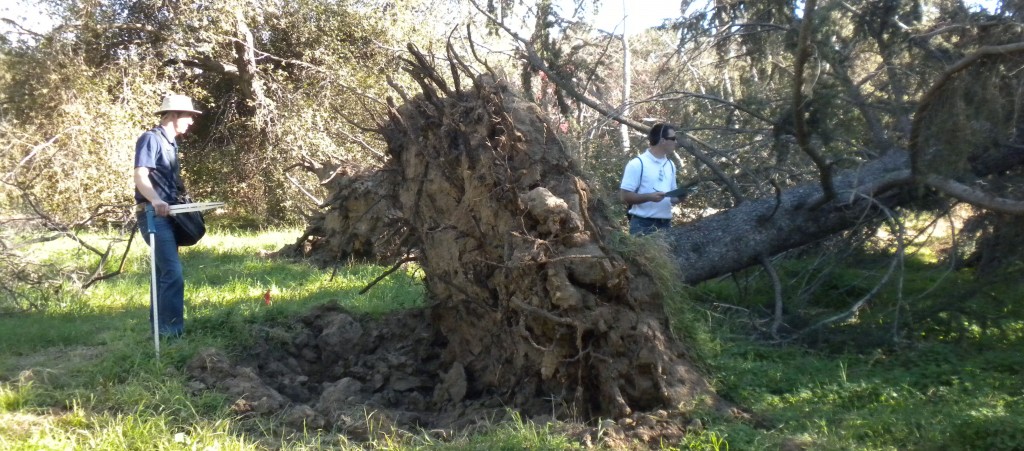 arborist examining the tree