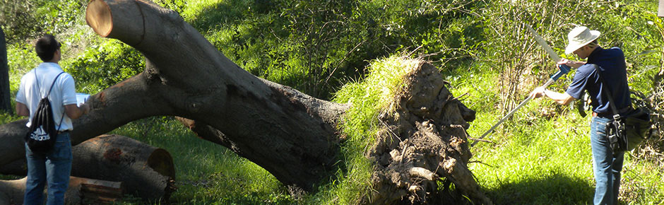 Tree Roots