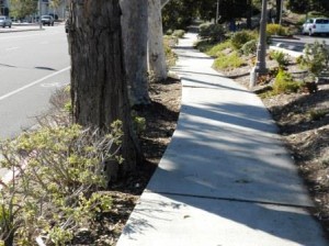 Trees on the street