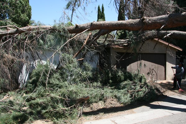 tree roots in houses