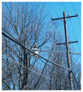 Trees and utility powerlines