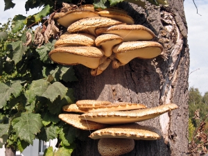 mushrooms on tree