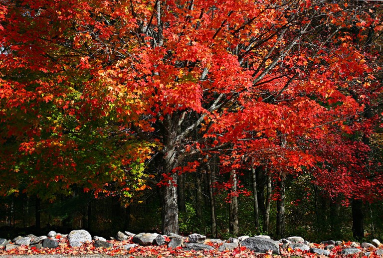 Maple Tree