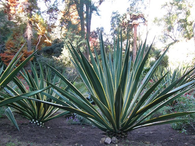 Furcraea Plants
