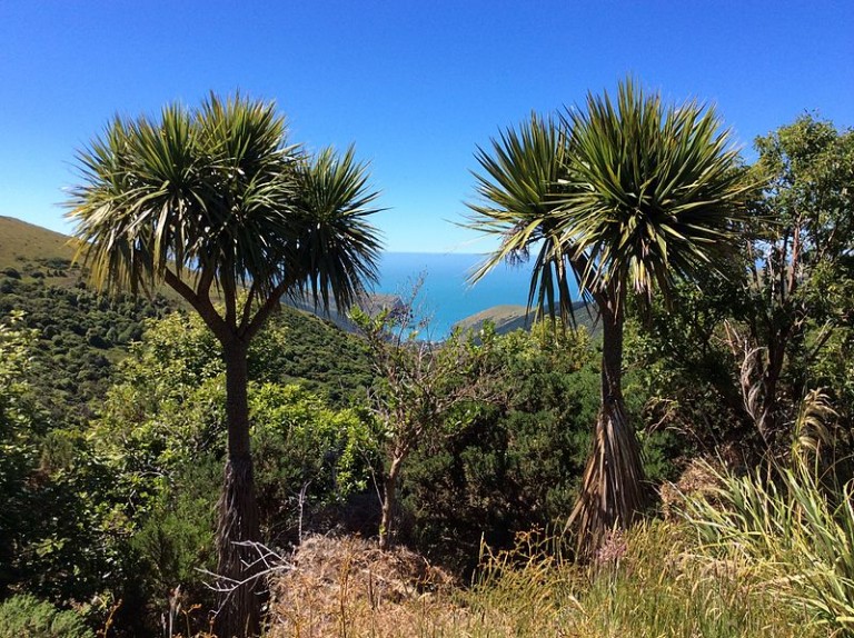 Cordyline_australis_Hinewai_New_Zealand