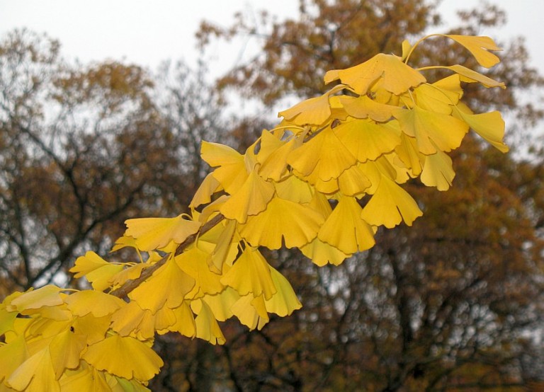 Maidenhair Trees