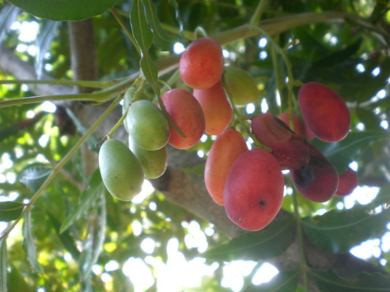 Harpephyllum_caffrum_2c