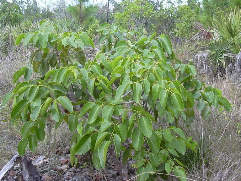 Poisonwood Trees