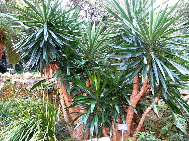 Yucca