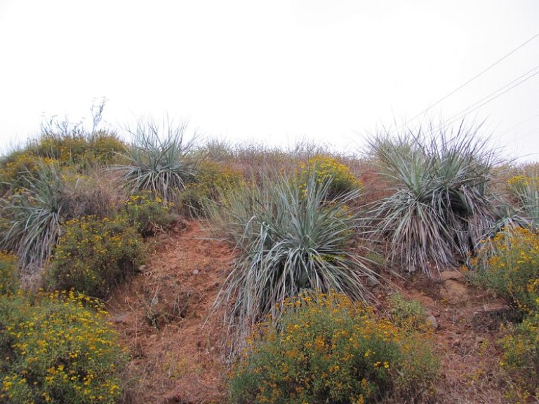 Nolina Plants