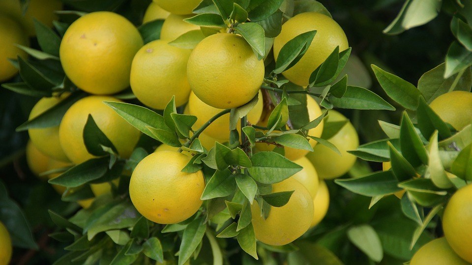 Five Great Fruit Trees for Southern California Yards Evergreen