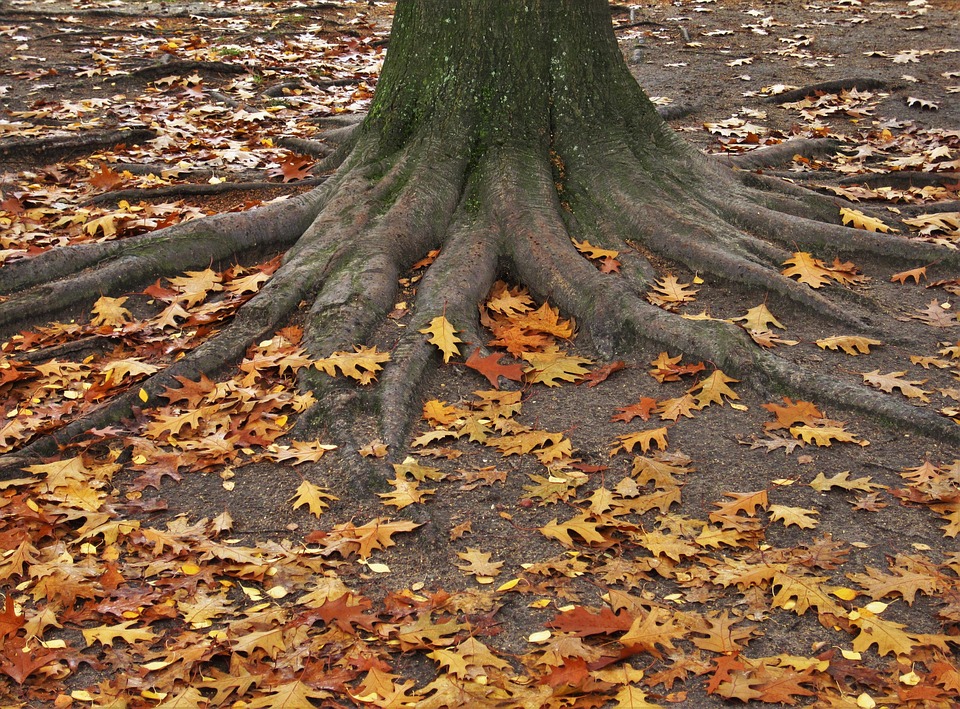 Understanding Tree Root Damage and Mitigation in Los Angeles
