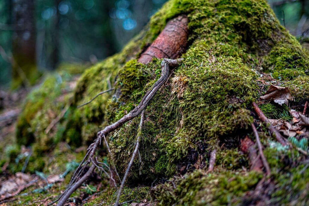 Green moss covered tangled exposed tree roots close up on the forest floor growing in spring