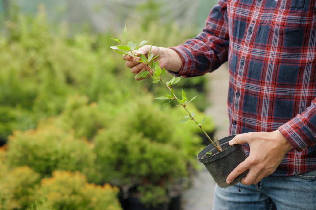 Man holds and examines small sapling in pot at plant nursery, surrounded by green shrubs.