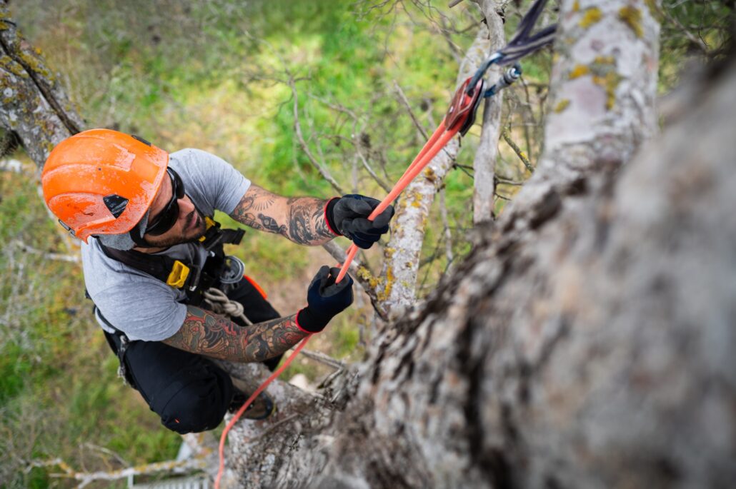 Rope access technician pruning trees using specialized equipment and safety gear