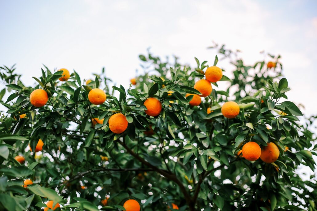 A backyard orange tree against the sky acting as a backdrop