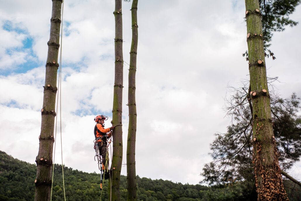 Arborist man with harness cutting a tree, climbing