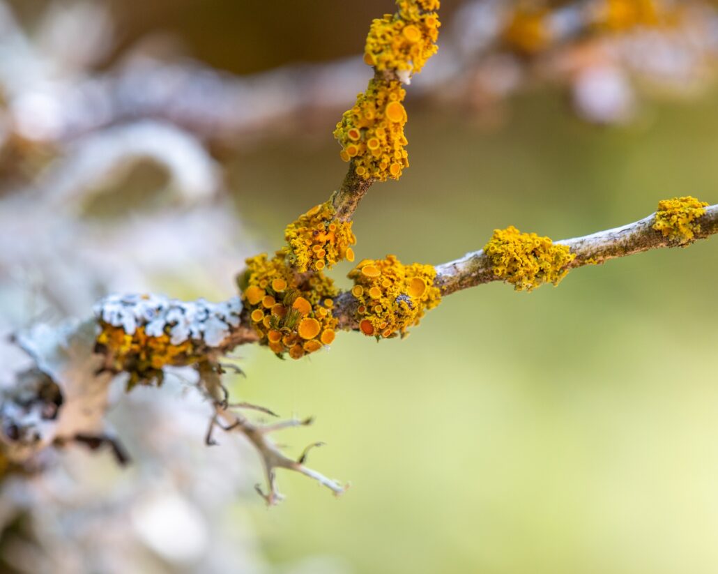 Bright Yellow Fungus, Lichen growing on a tree branch against a green background