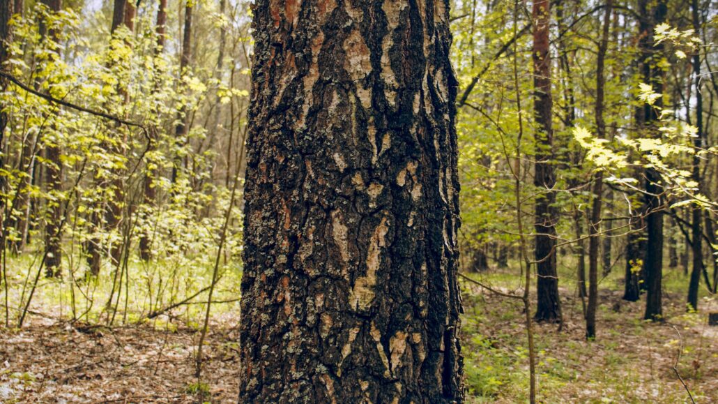 Closeup Trunk of a pine tree in close-up against the background of a green forest.
