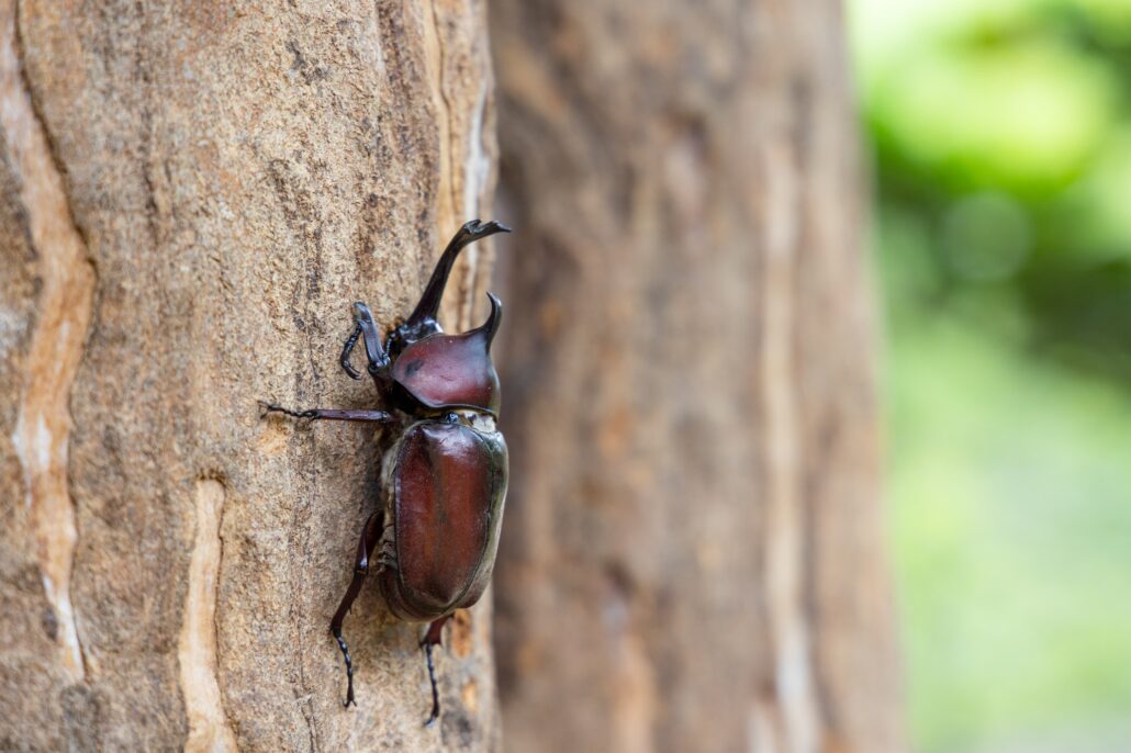 Rhinoceros beetles on the tree trunk