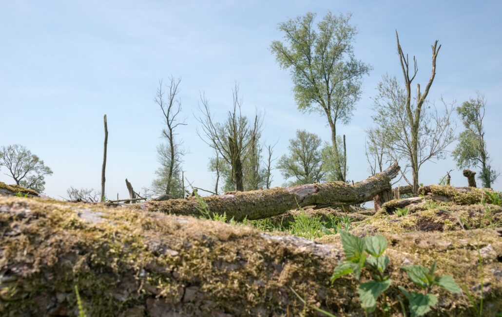 forest with dead and fallen trees
